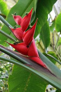 Close-up of red flower