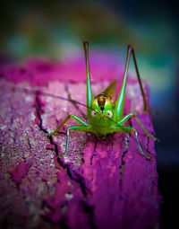 Close-up of insect on leaf