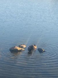 High angle view of ducks swimming in lake