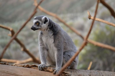Close-up of lemur sitting on log in forest