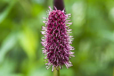 Close-up of purple thistle blooming outdoors