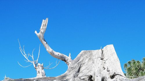 Low angle view of traditional tree against clear blue sky