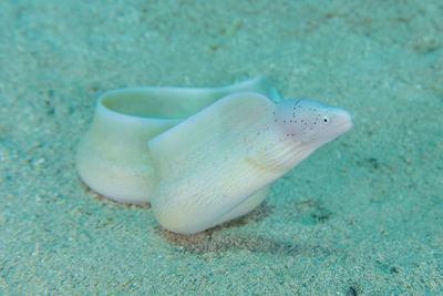 Close-up of fish in sea