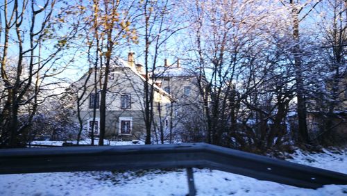 Bare trees during winter