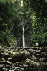 Scenic view of waterfall in forest