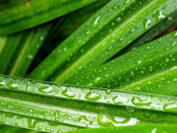 Full frame shot of wet leaves