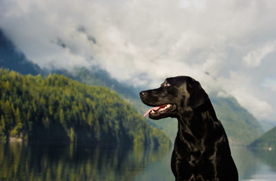 Black dog sitting by lake against sky