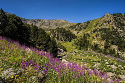 Purple flowering plants by land against sky