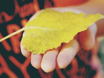 Close-up of hand holding leaf