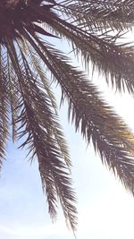 Low angle view of palm tree against clear sky