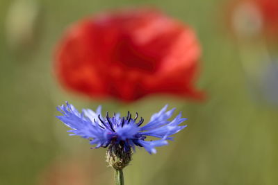 Close-up of purple flowers blooming outdoors