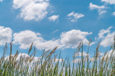 Low angle view of plants growing on field against sky