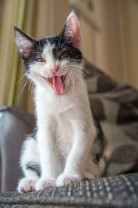 Close-up of cat sitting on sofa