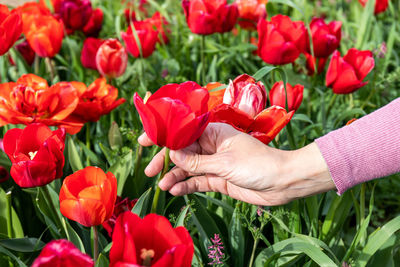 Cropped hand of woman holding red tulips in field