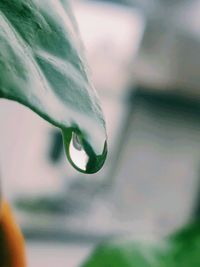 Close-up of raindrops on leaf