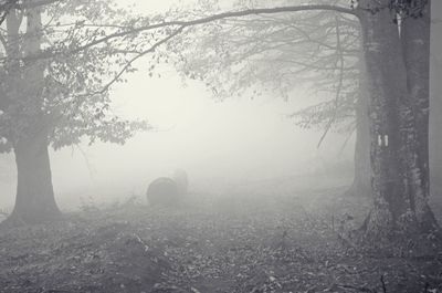 Silhouette trees by water against sky