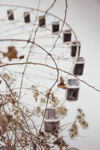 Low angle view of plants hanging on tree