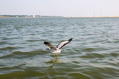 Seagull flying over sea