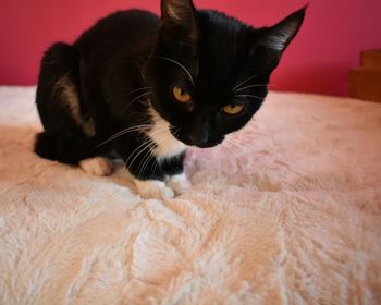 Portrait of cat sitting at home