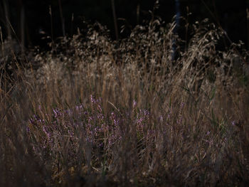 Close-up of purple flowering plants on field