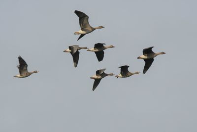 Low angle view of seagulls flying against clear sky