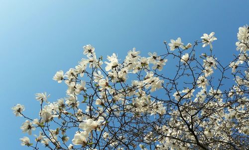 Low angle view of white flowers blooming on tree against blue sky