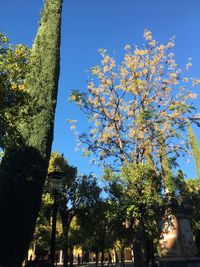 Low angle view of trees against clear blue sky