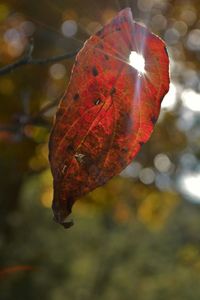 Close-up of leaves