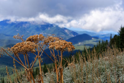 Close-up of dry plant on field against sky