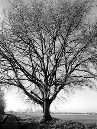 Bare trees on field