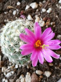 High angle view of pink succulent plant