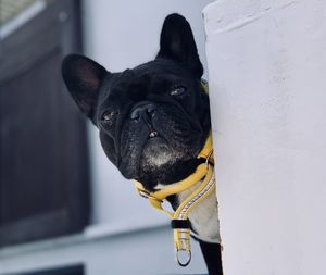 Portrait of a black dog