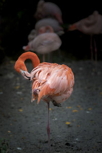 Close-up of a bird