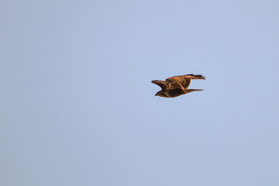 Low angle view of eagle flying against clear sky