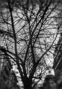 Close-up of bare tree in forest