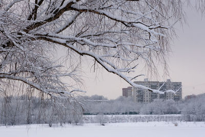 Bare tree on snow covered landscape