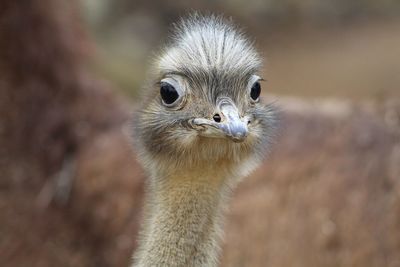 Close-up of a bird