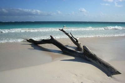 Driftwood on beach against sky