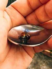 Close-up of hand holding insect