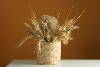 plant