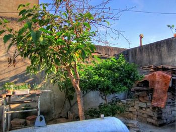 Plants growing against built structure