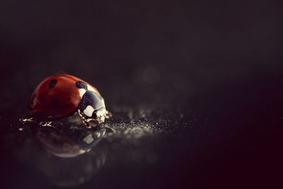 Close-up of ladybug on leaf