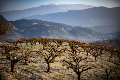 Scenic view of mountain range