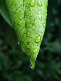 Raindrops on leaf