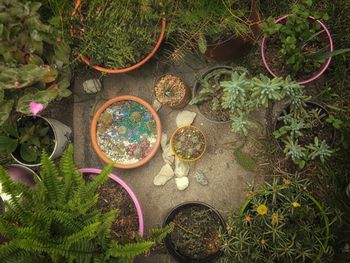 High angle view of potted plants