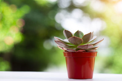 Close-up of succulent plant on table