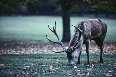 Deer standing on grassy field