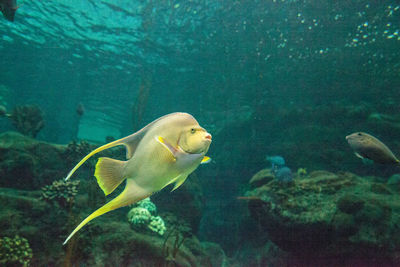 Bermuda blue angelfish holacanthus bermudensis swims across a coral reef.