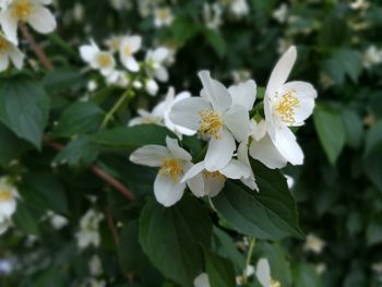 Close-up of white flowering plant