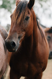 Close-up of horse in ranch